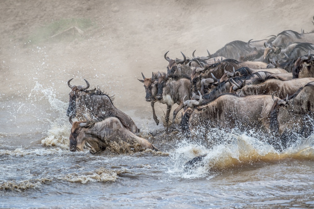 Survival and chaos of the crossing.... von Jeffrey C. Sink