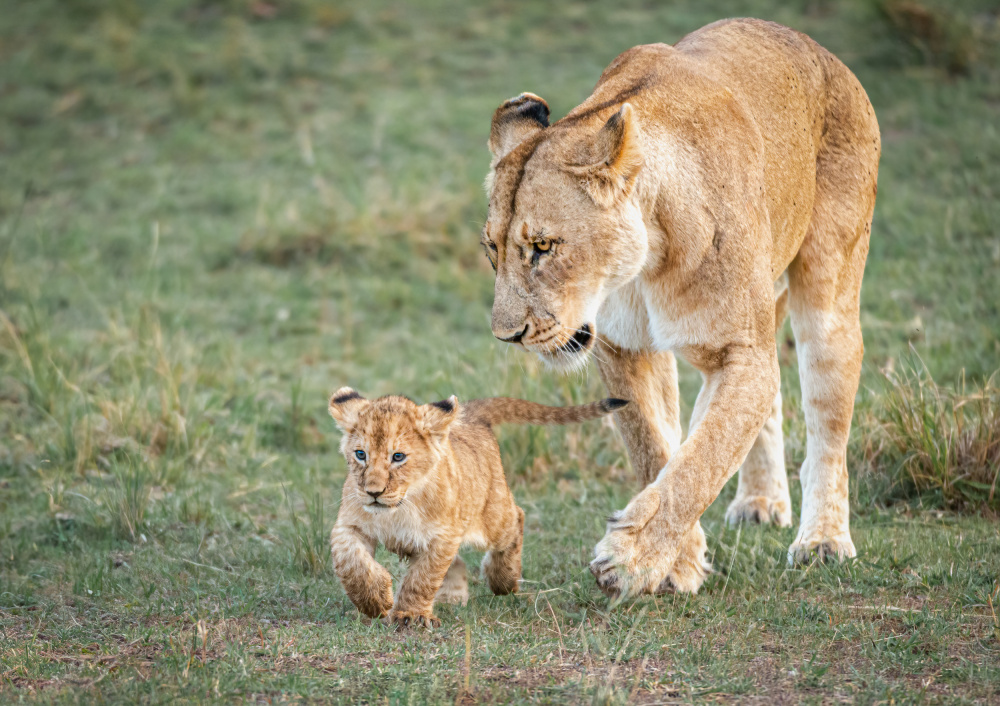 Monitoring on his first hunt von Jeffrey C. Sink