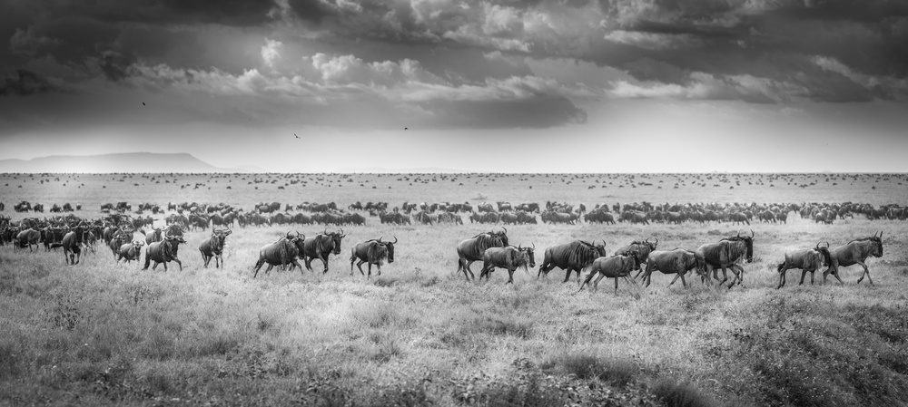 And the migration begins again von Jeffrey C. Sink