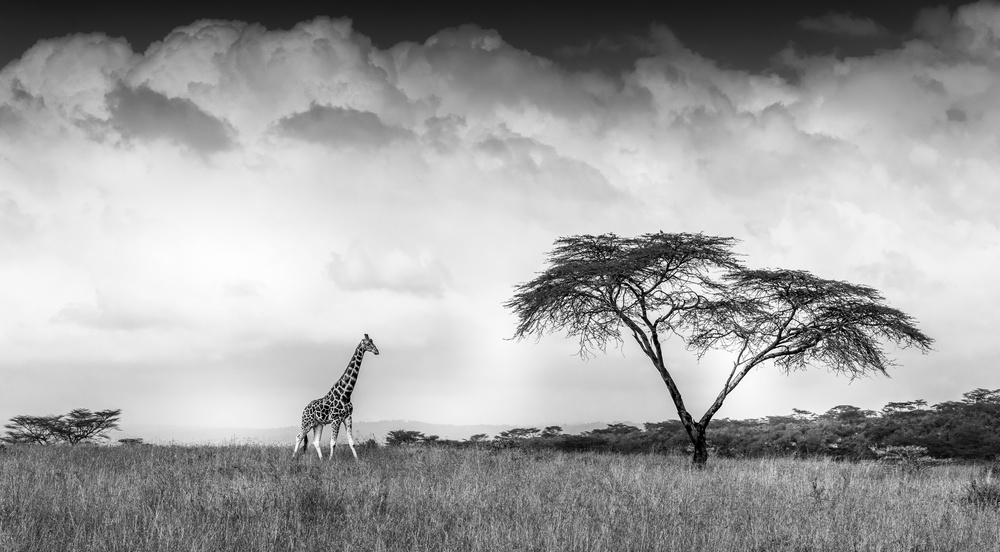 And I dreamed of Africa von Jeffrey C. Sink