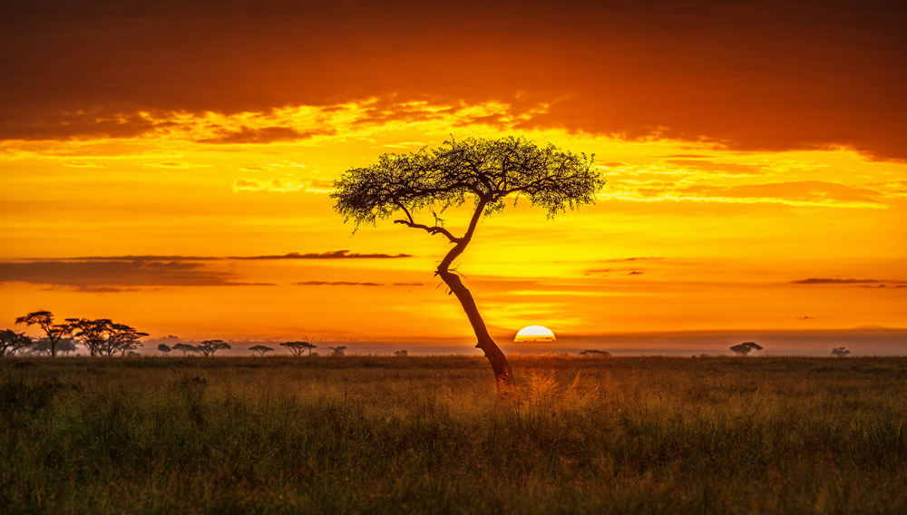 Primordial Africa von Jeffrey C. Sink