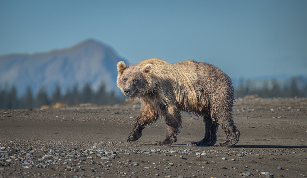 Ursus arctos horribilis von Jeffrey C. Sink