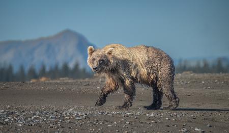 Ursus arctos horribilis