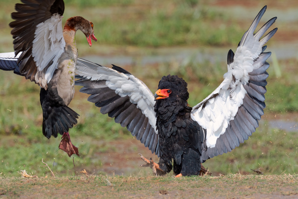 Avian battle von Jeffrey C. Sink