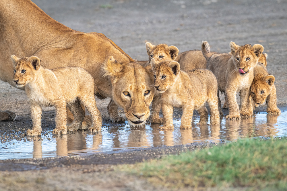 Wariness at the water hole von Jeffrey C. Sink