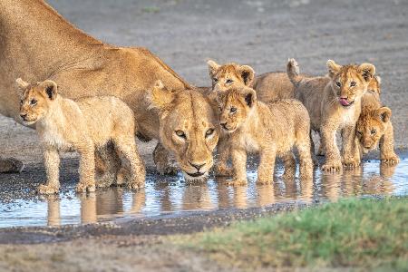 Wariness at the water hole