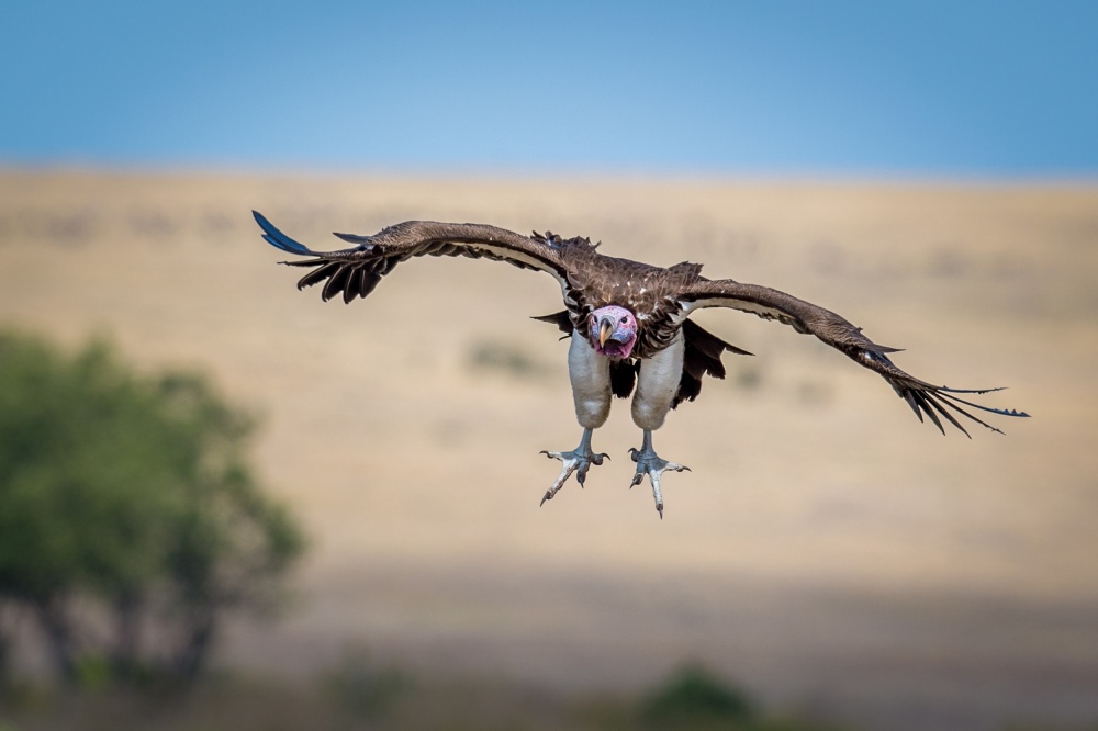 Vulture Airlines von Jeffrey C. Sink