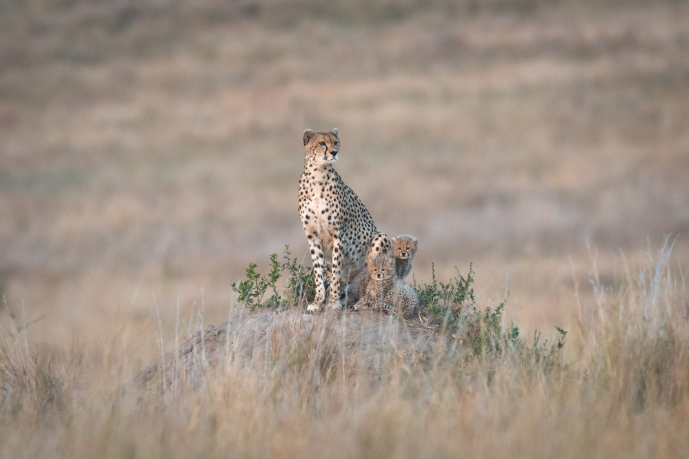 Vigilance and love von Jeffrey C. Sink