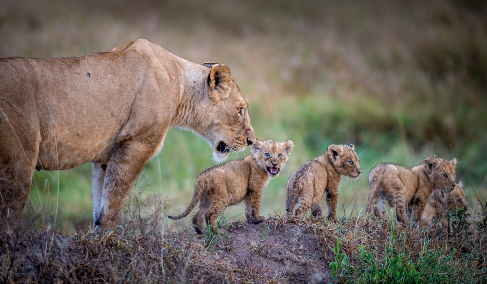 When are we stopping for dinner? von Jeffrey C. Sink