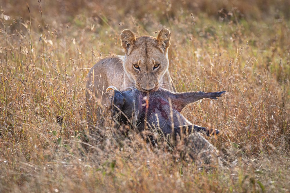 Warthogs and Lions von Jeffrey C. Sink