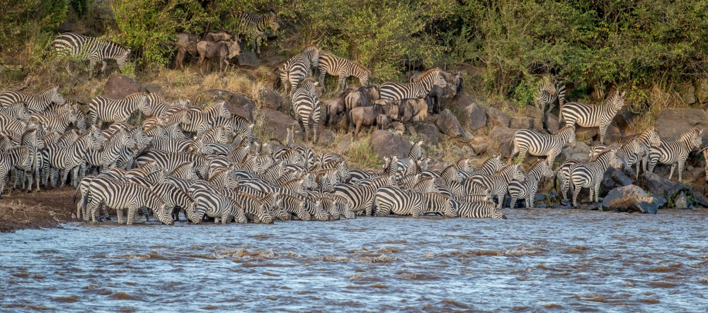 Zebra conflageration von Jeffrey C. Sink