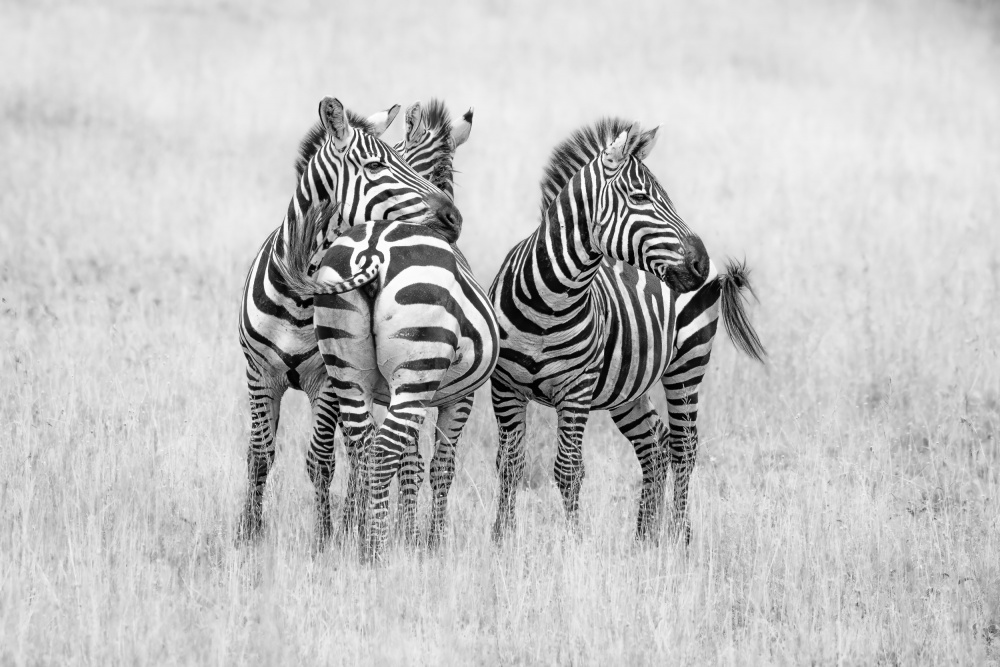 Zebras in monochrome von Jeffrey C. Sink