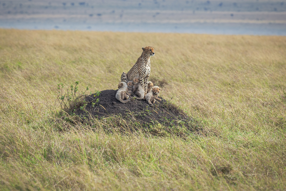 Fragility on the Serengeti von Jeffrey C. Sink