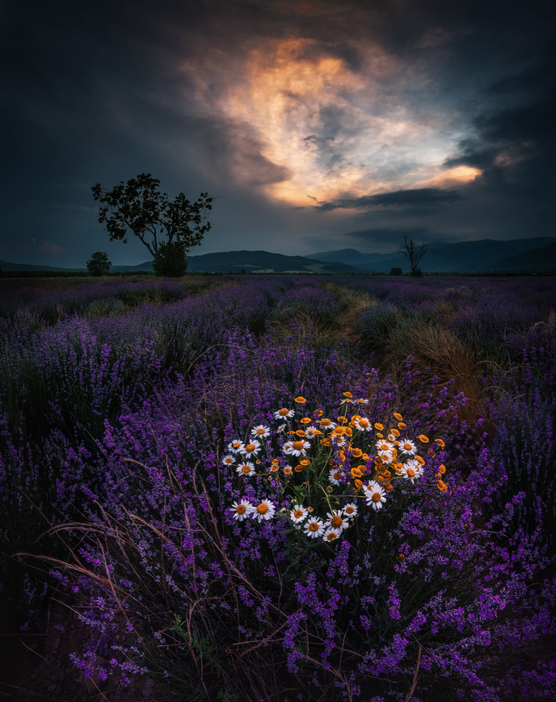 Lavender sunset von Jeni Madjarova