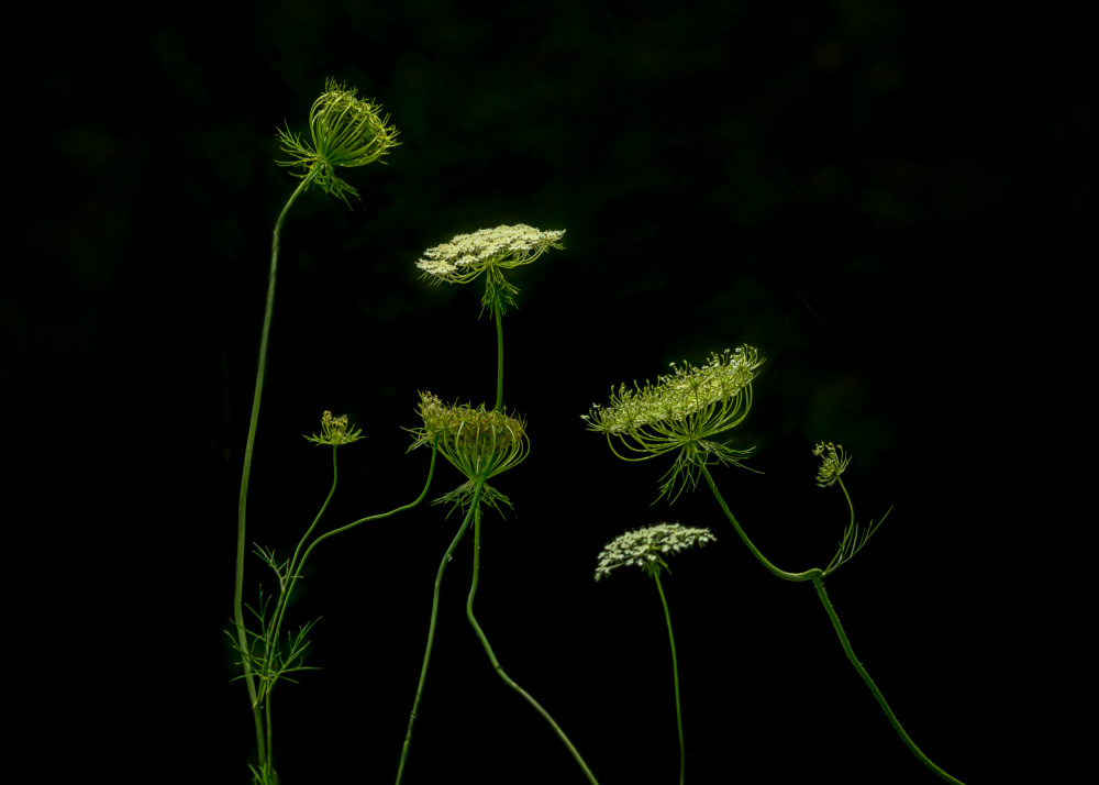 a green dance von Jennifer Chen