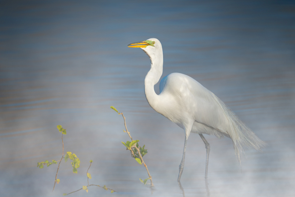 A stroll through the mist von Jennifer Chen