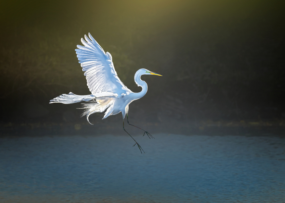 amazing grace von Jennifer Chen