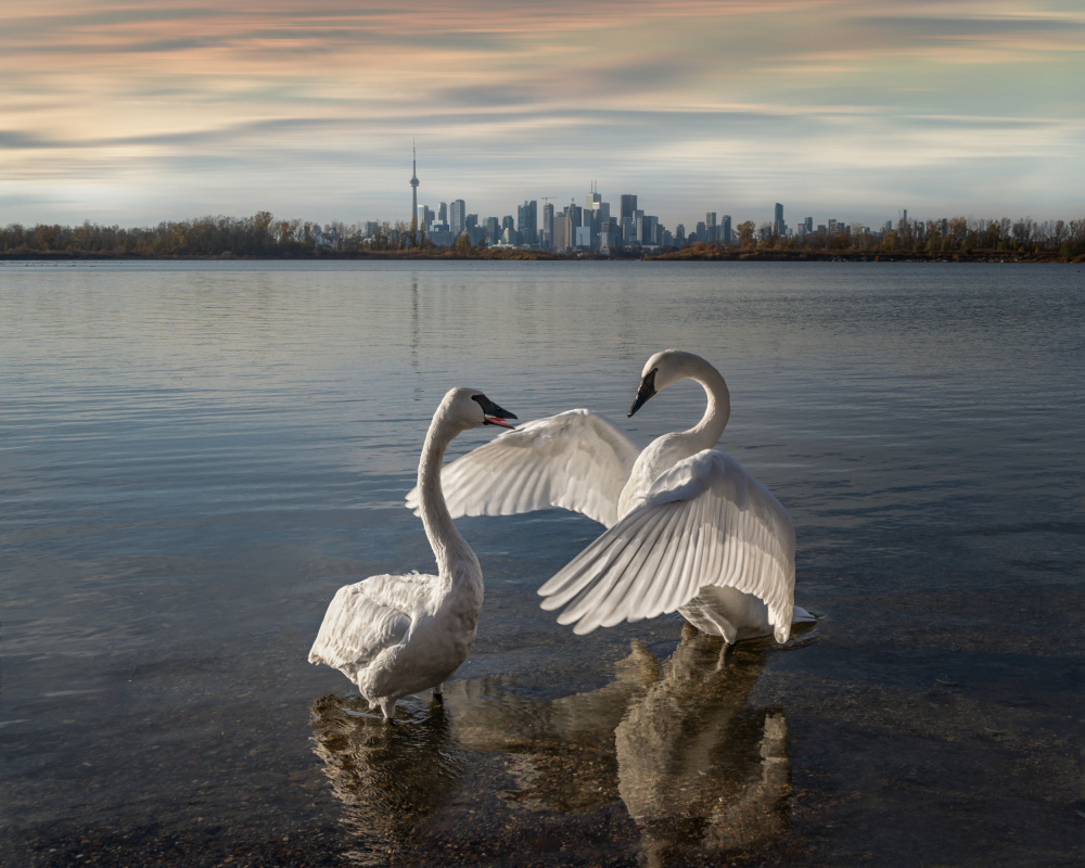 My swan lake von Jennifer Chen