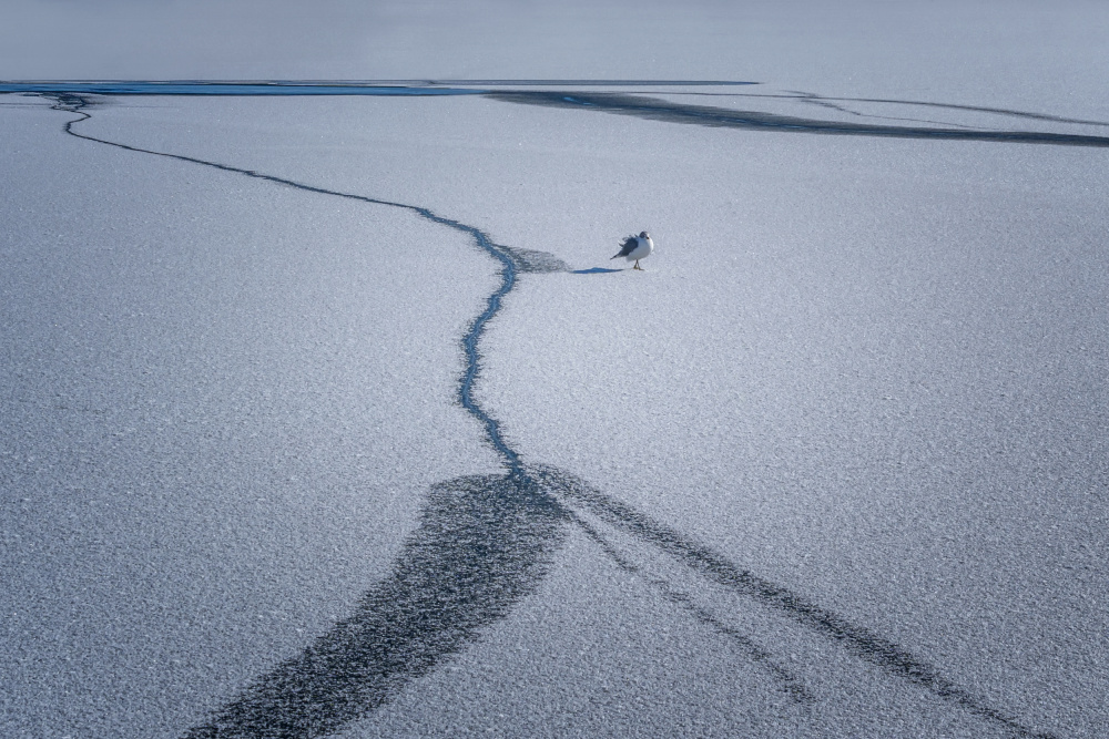 after the snow... von Jennifer Chen