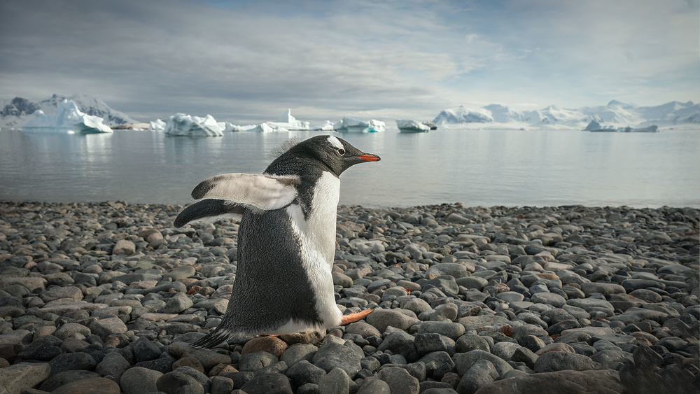 Walking alone von Jennifer Lu