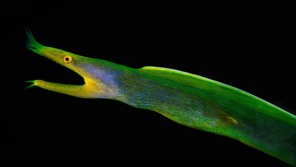 Reaching out ( Ribbion eel ) von Jennifer Lu