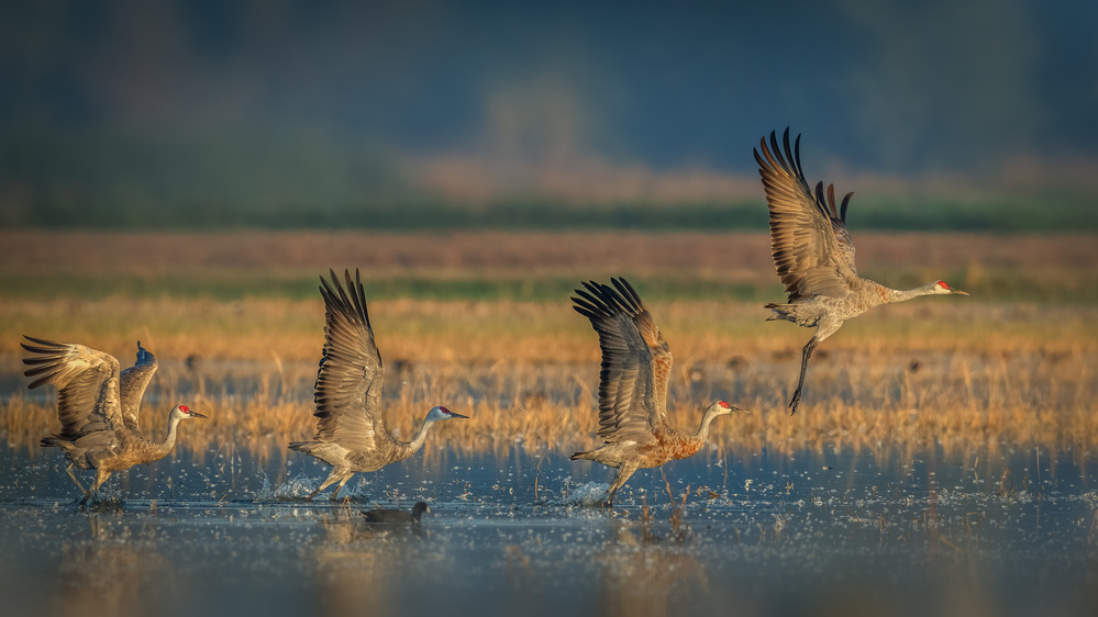 Ready for takeoff von Jennifer Lu