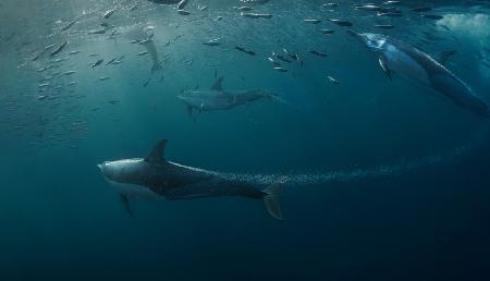 Dolphins hunting (Sardine )