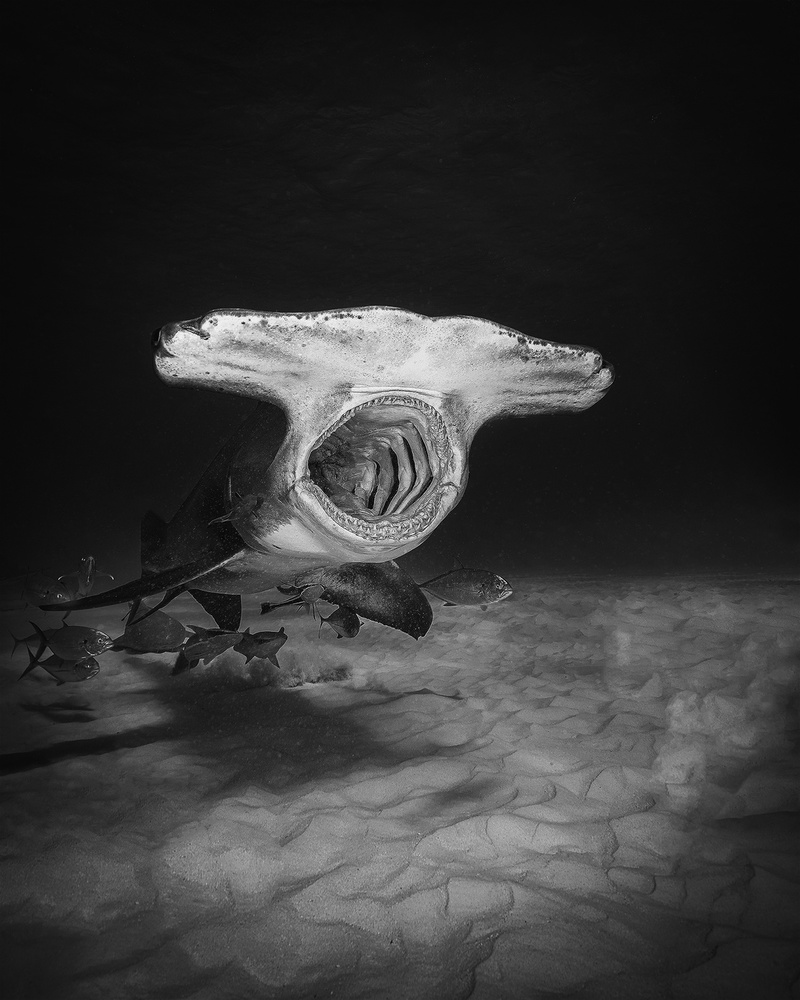 Sharks yawning von Jennifer Lu