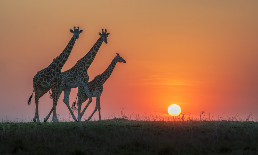 Shape of Africa von Jennifer Lu