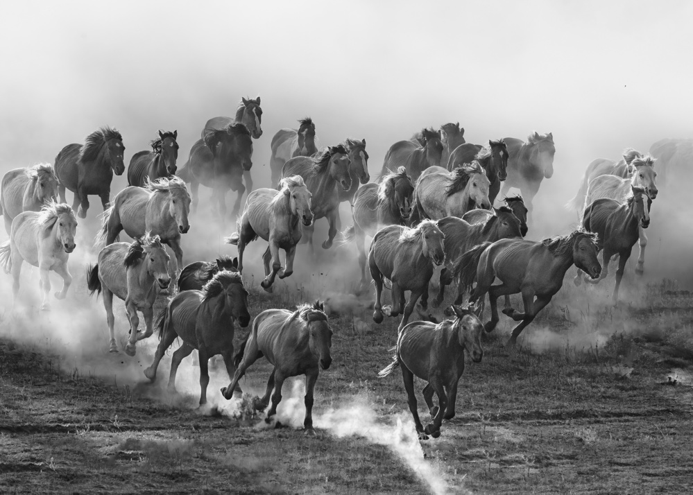 Galloping von Jennifer Lu