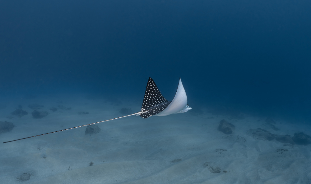 Spotted Eagle Ray von Jennifer Lu