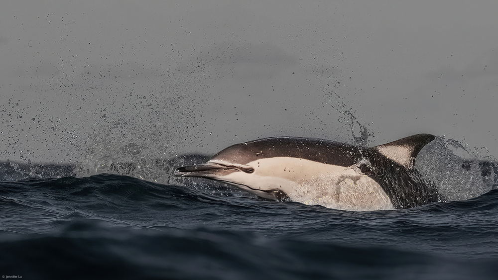 Common Dolphin von Jennifer Lu