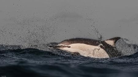 Common Dolphin