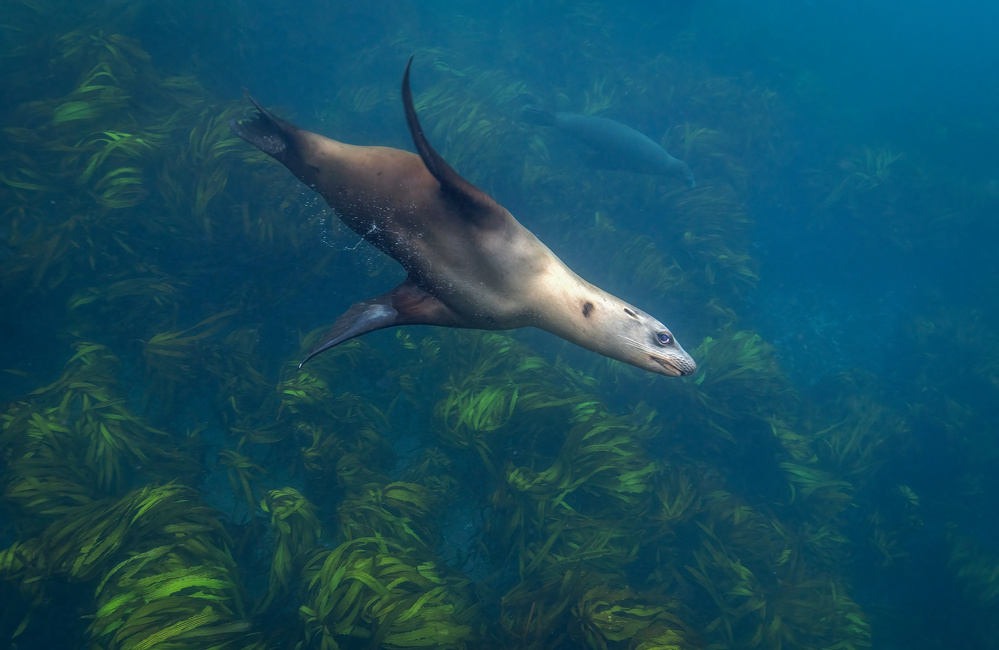 In kelp forest von Jennifer Lu