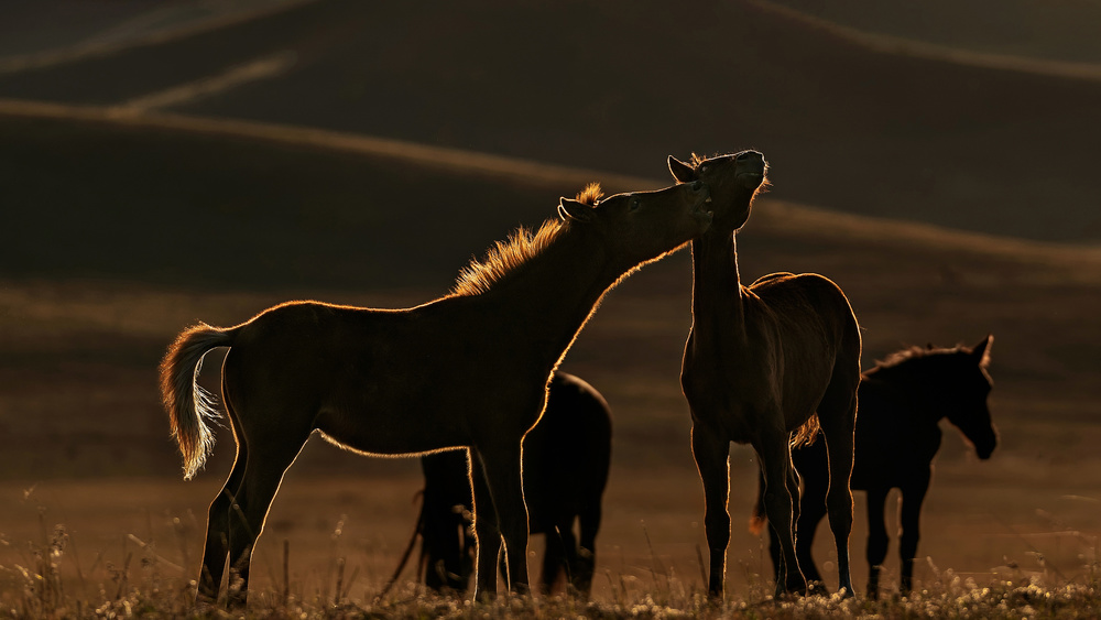 Is that a sunset kiss? von Jennifer Lu