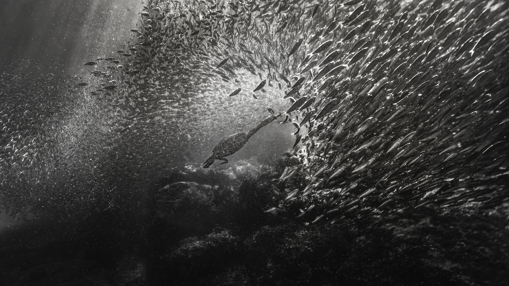 Cormorants hunt ( Sardine fish) von Jennifer Lu