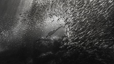 Cormorants hunt ( Sardine fish)