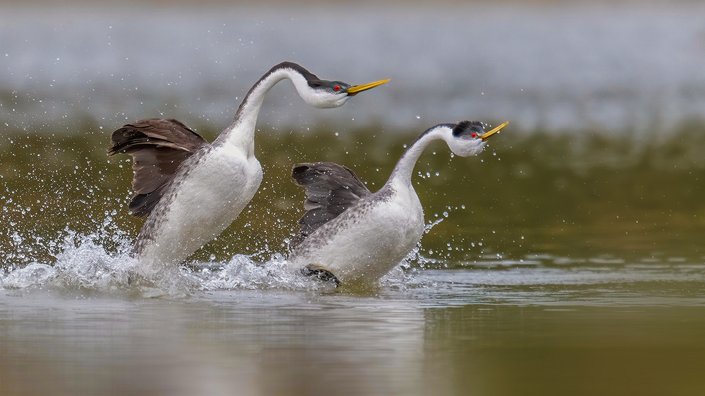 Lets go ...( grebes dance ) von Jennifer Lu