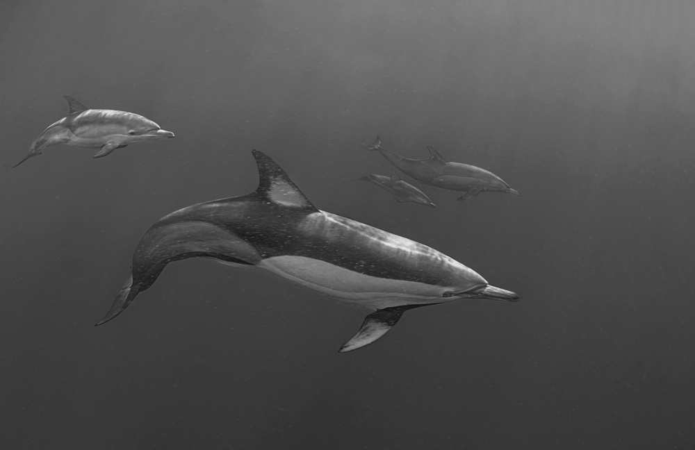 Mama and baby out (Dolphin) von Jennifer Lu