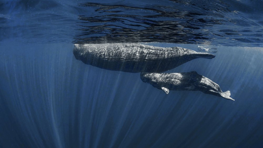 Mamas Belly ( sperm whales) von Jennifer Lu