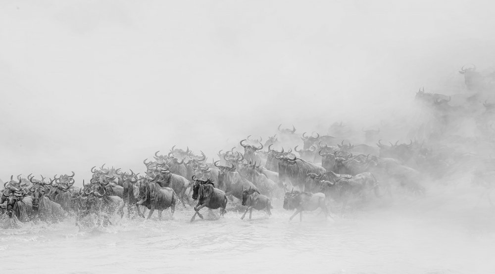 Migration ( wildebeests crossing river) von Jennifer Lu