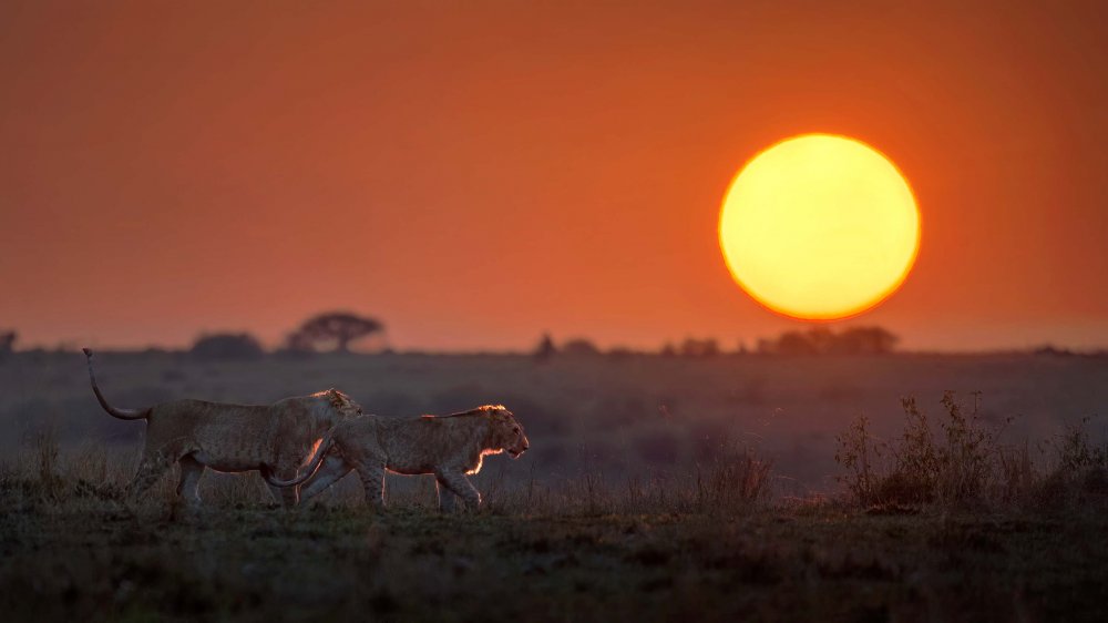 Morning Africa von Jennifer Lu