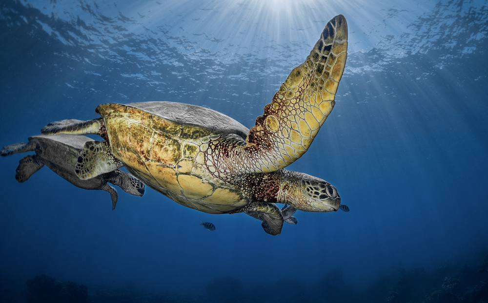 Mom with two babies out for a morning swim von Jennifer Lu