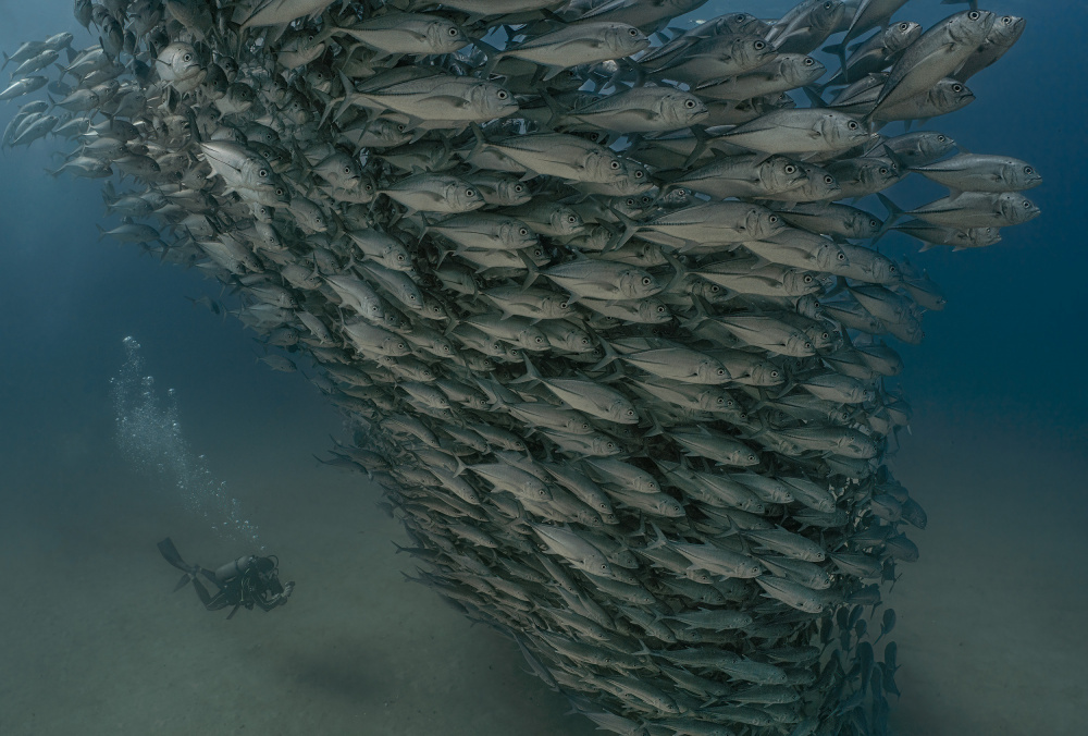 Ocean Soldiers von Jennifer Lu