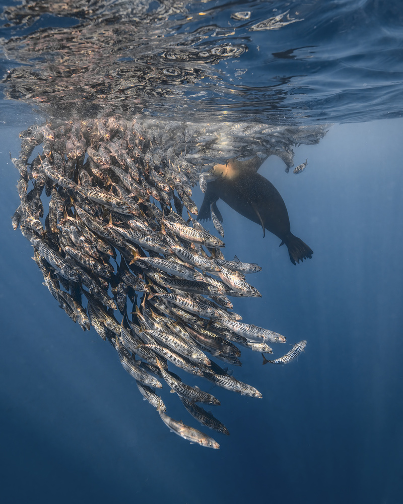 RUN RUN RUN ... Sealion attack von Jennifer Lu