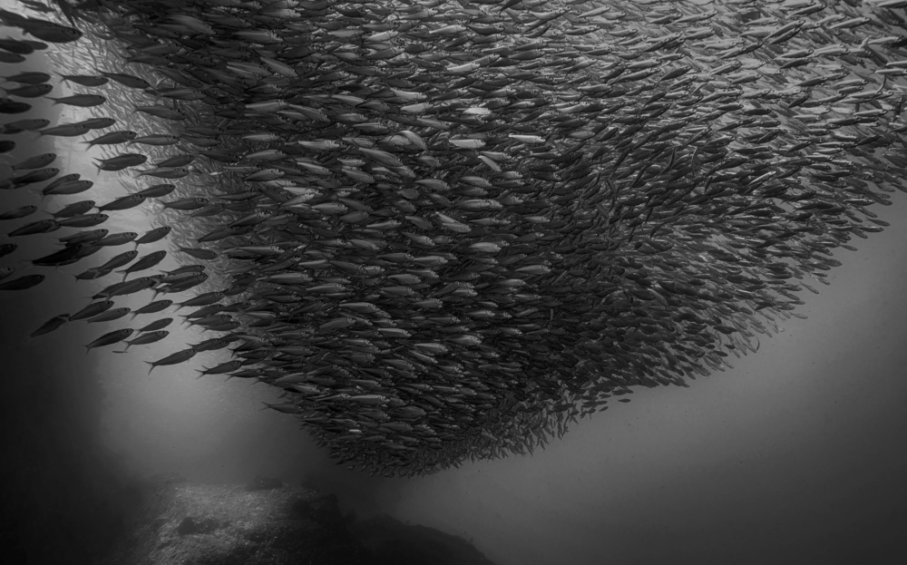 Sardine run von Jennifer Lu