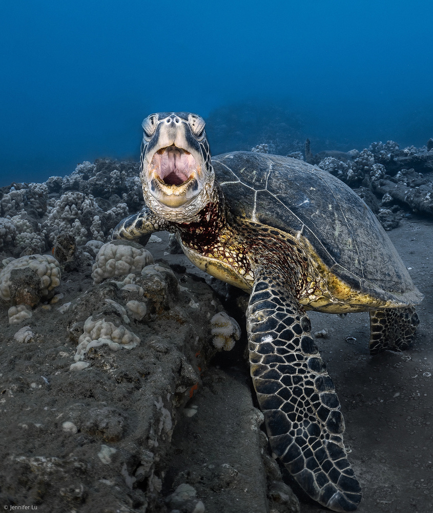 Turtle yawning von Jennifer Lu