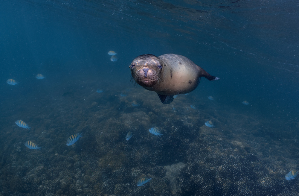 Sleepy ... (Sea lion puppy) von Jennifer Lu