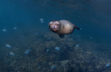 Sleepy ... (Sea lion puppy)