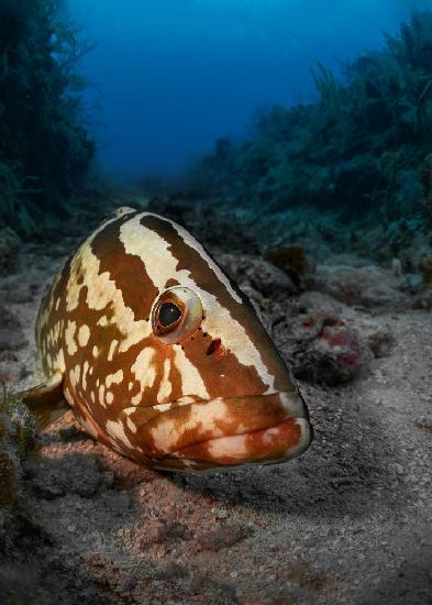 Sleeping grouper